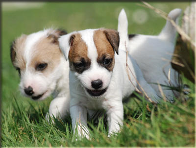 Parson Russell Terrier Of Jack and Co.