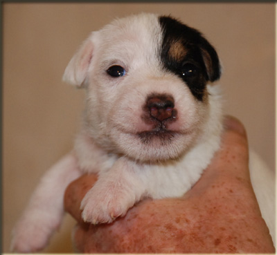 Parson Russell Terrier Of Jack and Co.