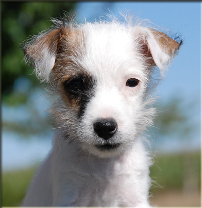 Parson Russell Terrier Of Jack and Co.