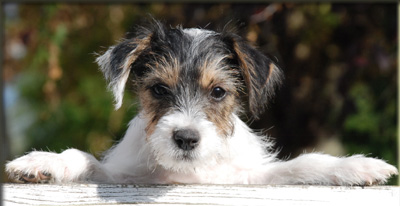 Parson Russell Terrier Of Jack and Co.