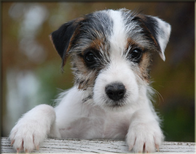 Parson Russell Terrier Of Jack and Co.