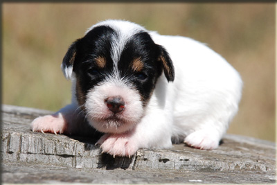 Parson Russell Terrier Of Jack and Co.