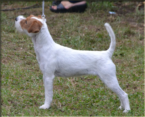 Parson Russell Terrier Of Jack and Co.