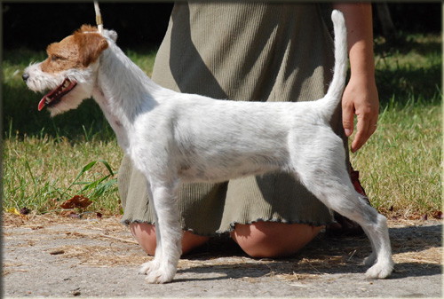 Parson Russell Terrier Of Jack and Co.
