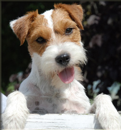 Parson Russell Terrier Of Jack and Co.