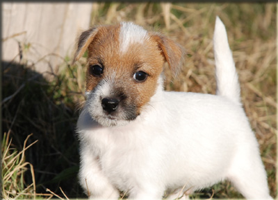 Parson Russell Terrier Of Jack and Co.