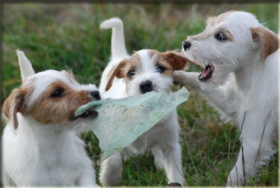 Parson Russell Terrier Of Jack and Co.