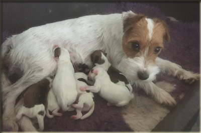 Parson Russell Terrier Of Jack and Co.