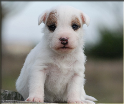 Parson Russell Terrier Of Jack and Co.