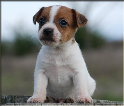 Parson Russell Terrier Of Jack and Co.