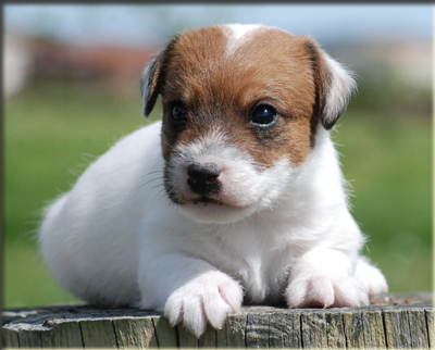 Parson Russell Terrier Of Jack and Co.