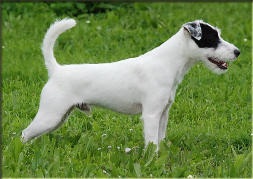 Chiens acteurs Of Jack and Co.