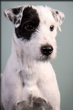 Chiens acteur Of Jack and Co.