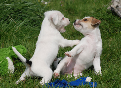 Parson Russell Terrier Of Jack and Co.