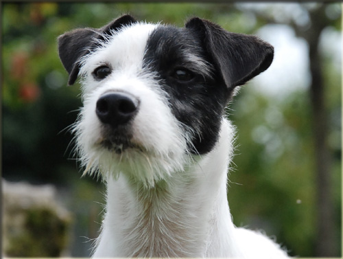 Parson Russell Terrier Of Jack and Co.
