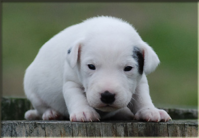 Parson Russell Terrier Of Jack and Co.