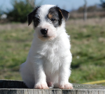Parson Russell Terrier Of Jack and Co.