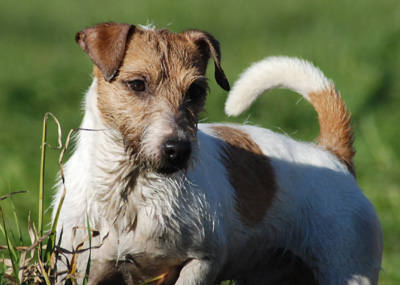 Parson Russell Terrier Of Jack and Co.