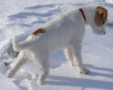 Amlie vit en Slovnie