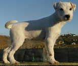 Coco vit en Italie