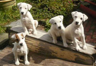 Chiots ns  l'levage 