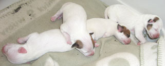 Chiots ns chez Mr Pollon Eddy