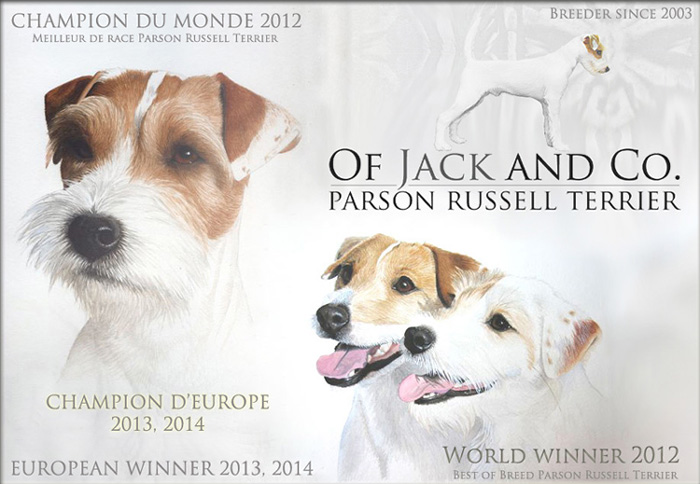 Parson Russell Terrier Of Jack and Co.